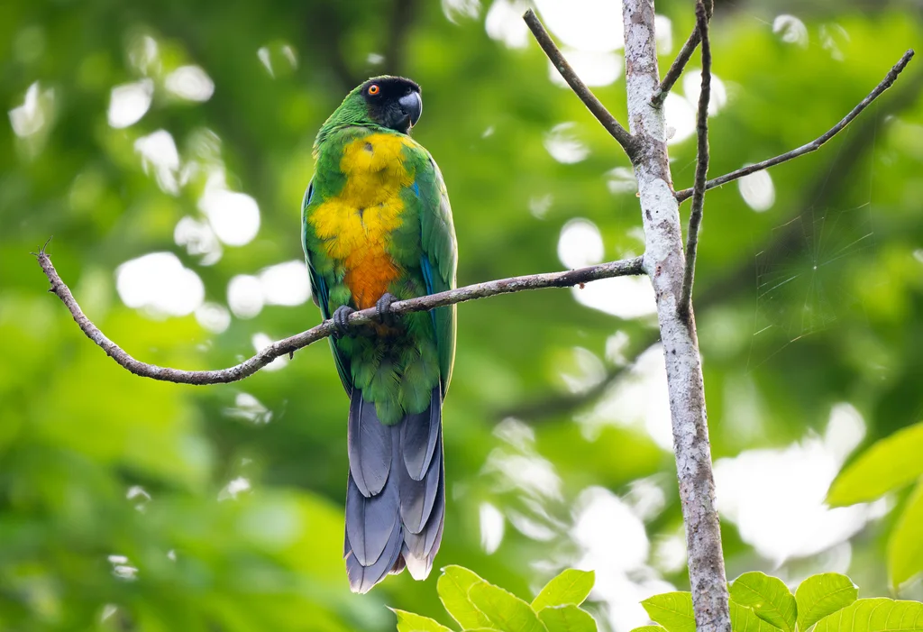 黄胸辉鹦鹉(Prosopeia personata)