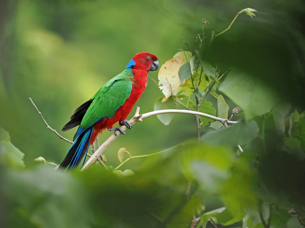 绯胸辉鹦鹉(Prosopeia splendens)