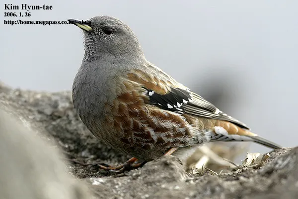 领岩鹨（Prunella collaris）