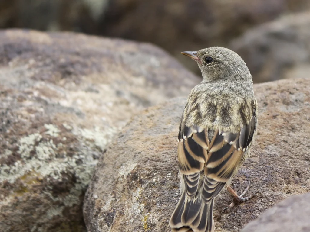 领岩鹨（Prunella collaris）
