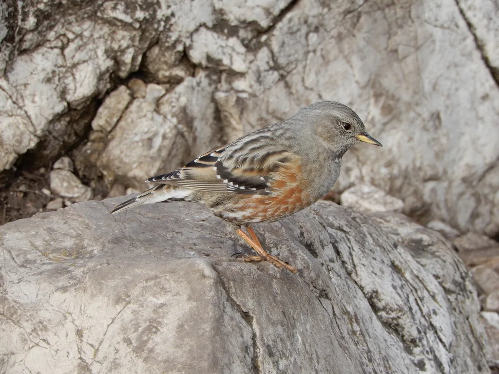 领岩鹨（Prunella collaris）