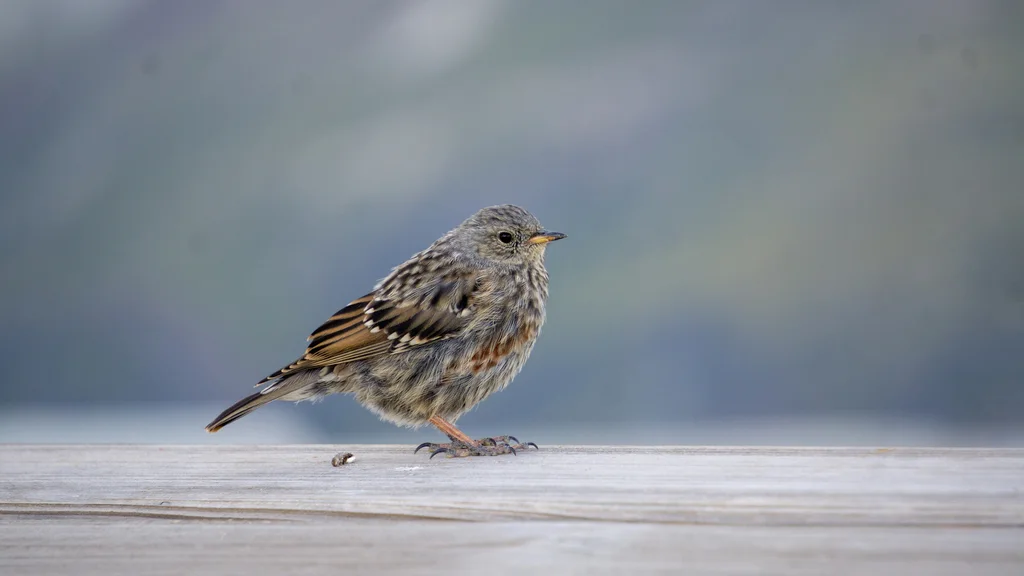 领岩鹨（Prunella collaris）