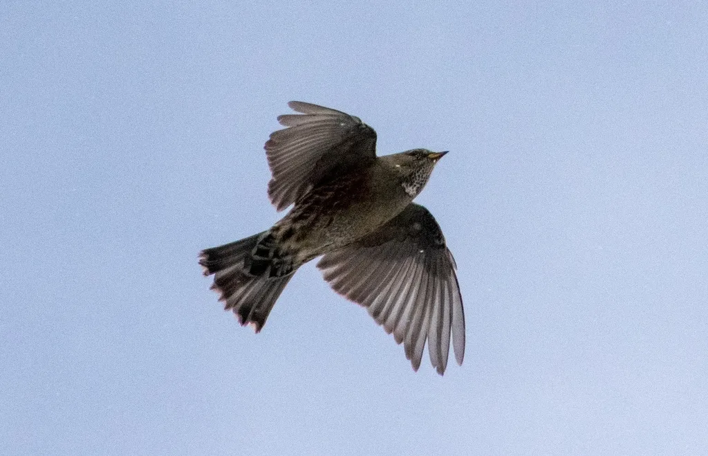 领岩鹨（Prunella collaris）