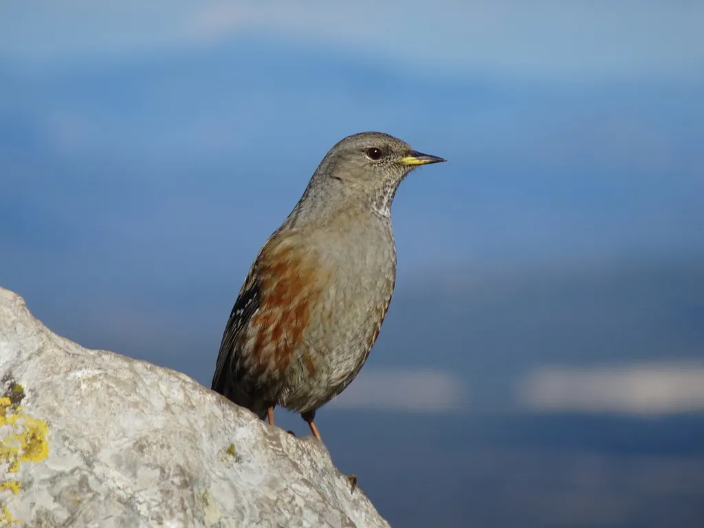 领岩鹨（Prunella collaris）