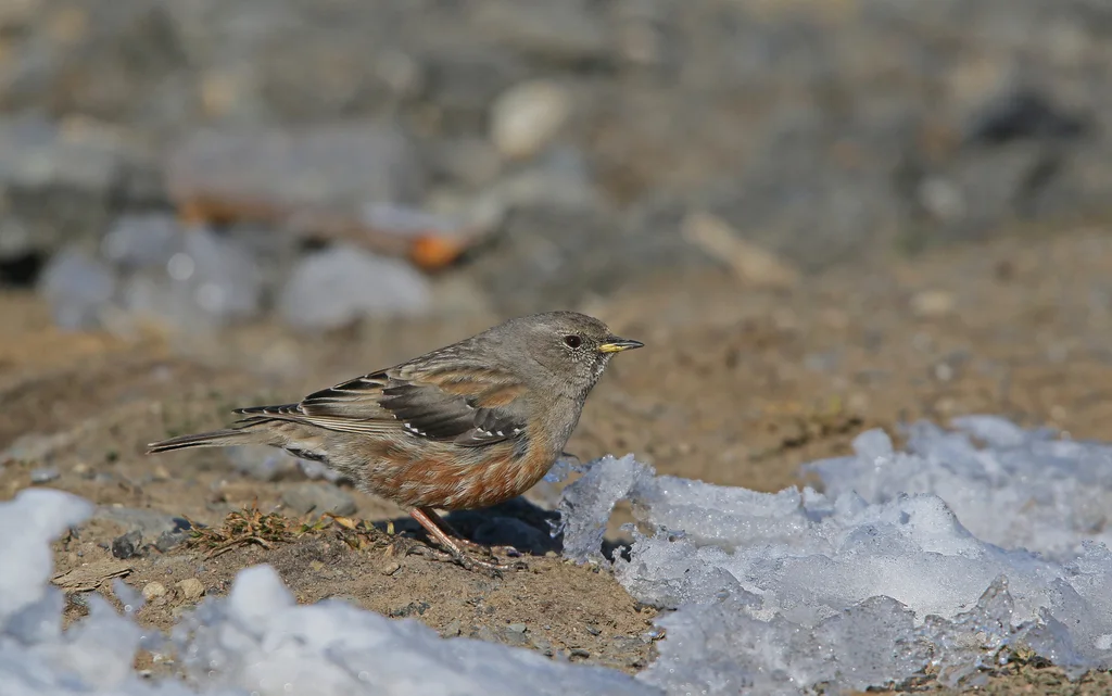 领岩鹨（Prunella collaris）