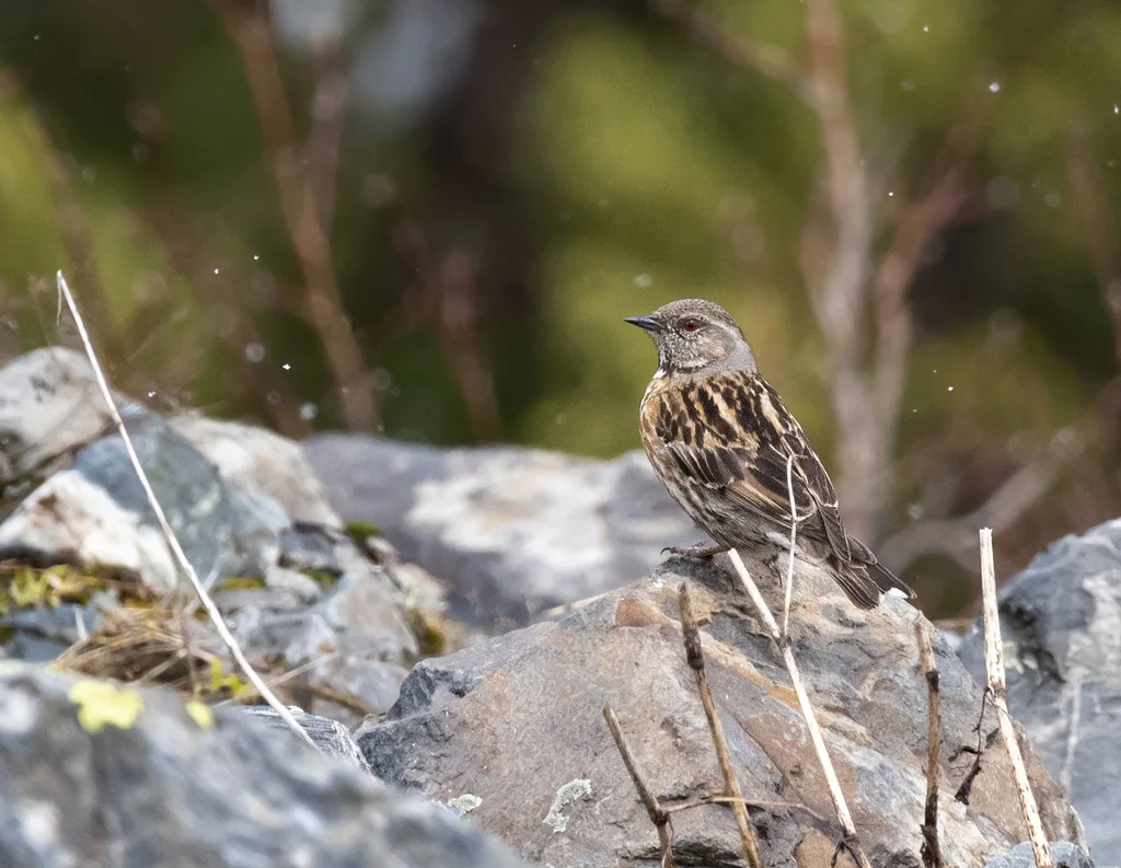 高原岩鹨(Prunella himalayana)