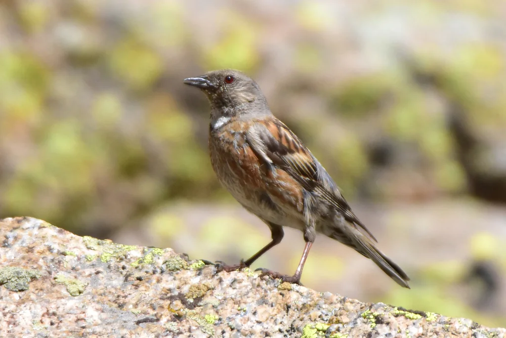高原岩鹨(Prunella himalayana)
