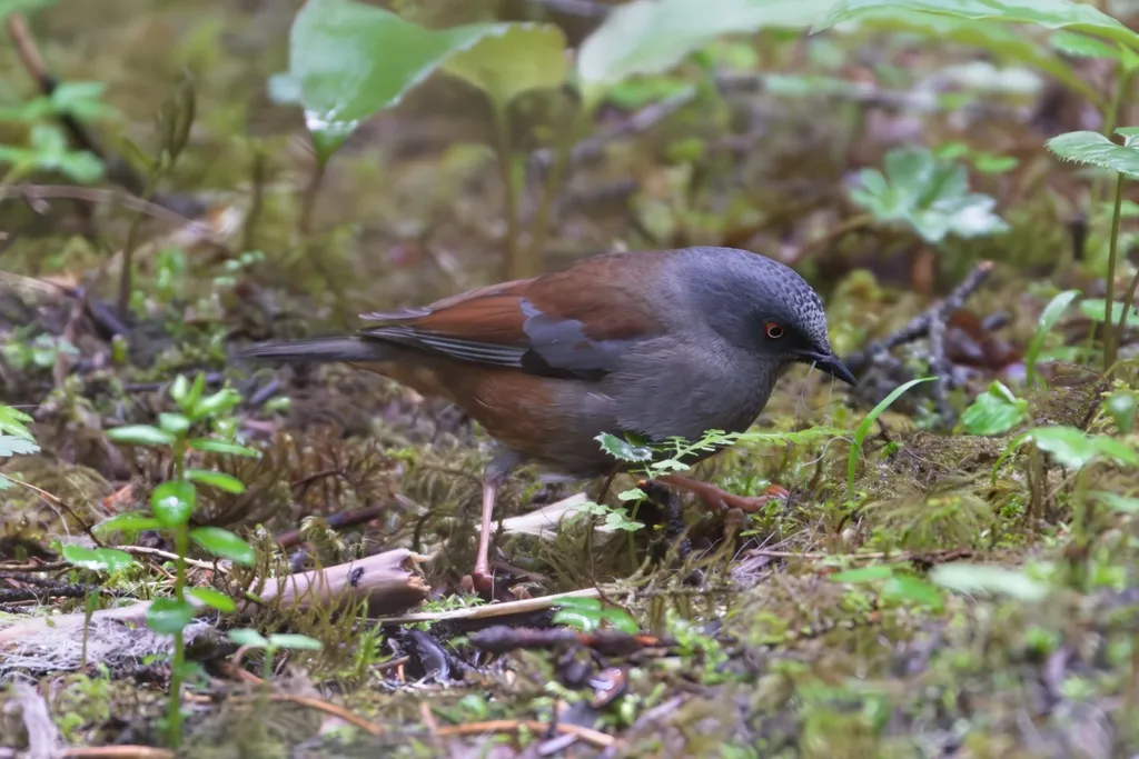 栗背岩鹨（Prunella immaculata）
