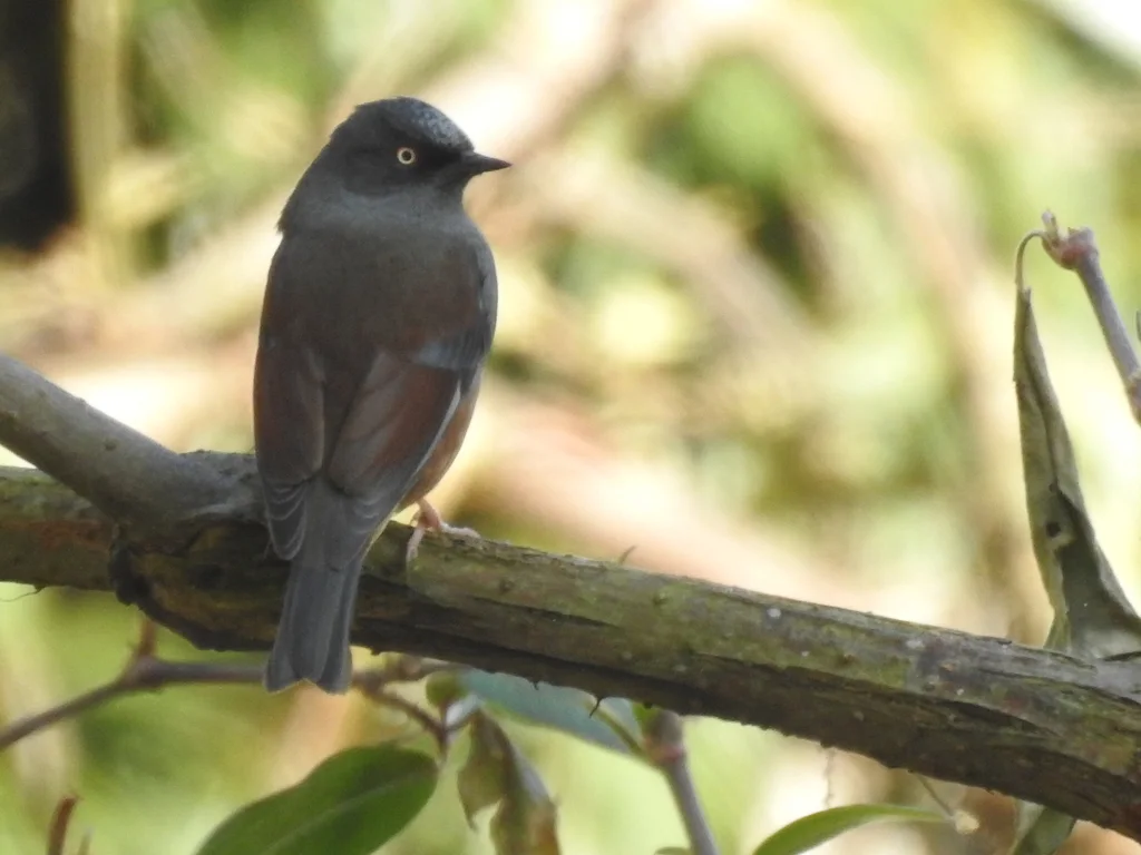 栗背岩鹨（Prunella immaculata）
