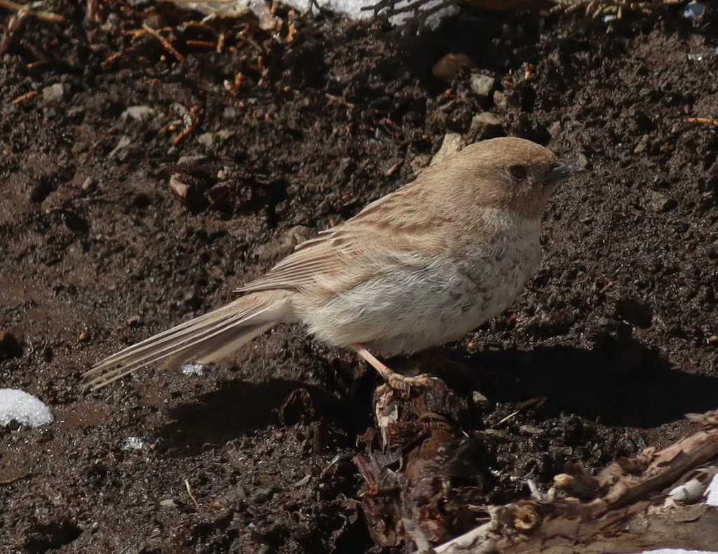 贺兰山岩鹨(Prunella koslowi)