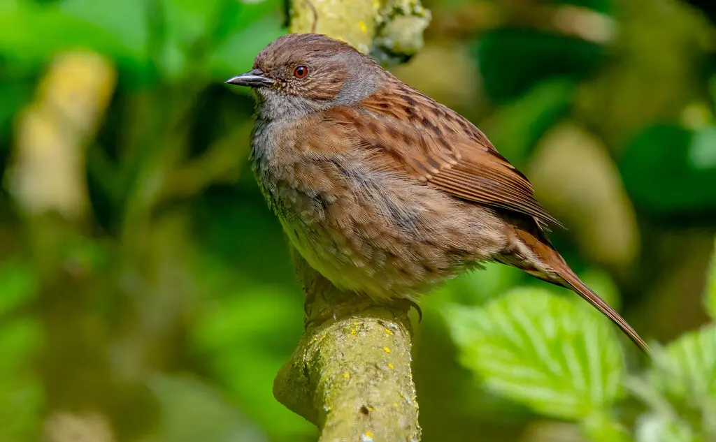 林岩鹨(Prunella modularis)