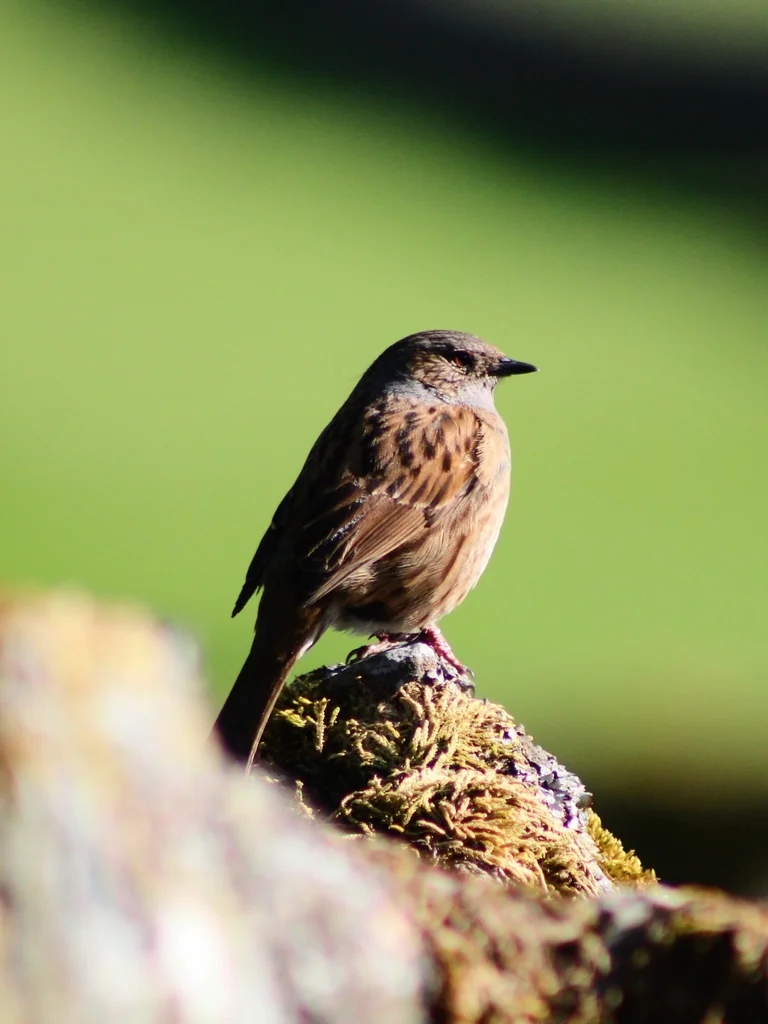 林岩鹨(Prunella modularis)