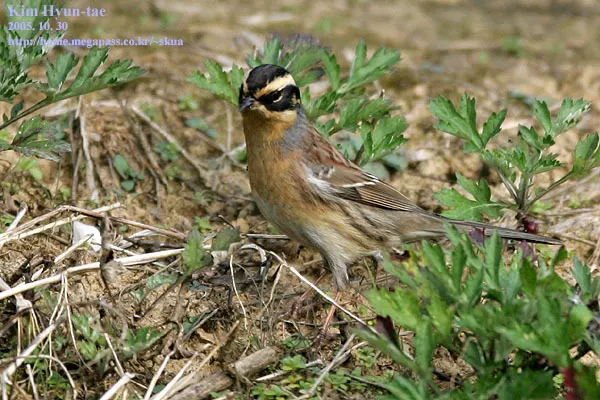 棕眉山岩鹨(Prunella montanella)
