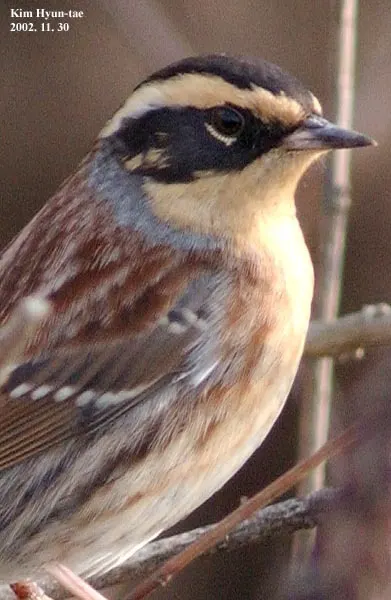 棕眉山岩鹨(Prunella montanella)