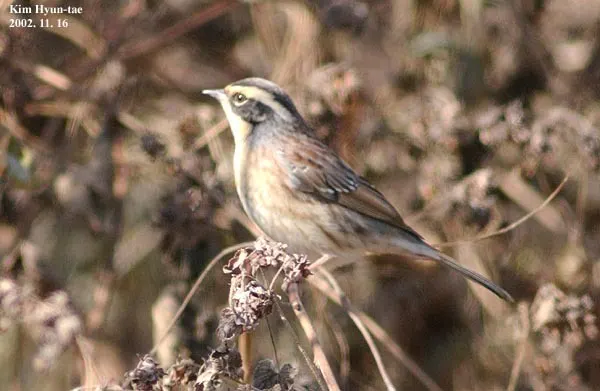 棕眉山岩鹨(Prunella montanella)
