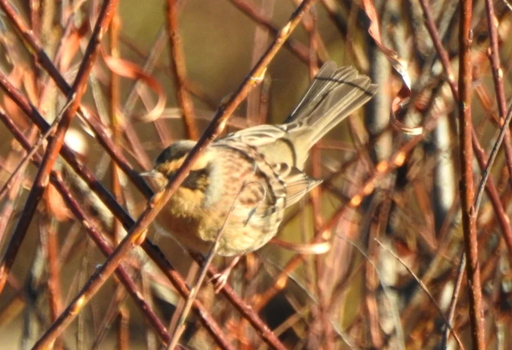 棕眉山岩鹨(Prunella montanella)