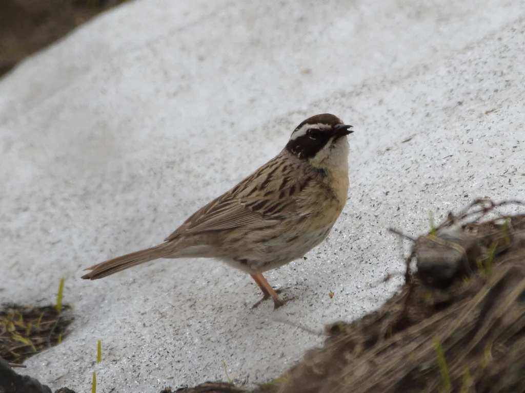眼斑岩鹨(Prunella ocularis)