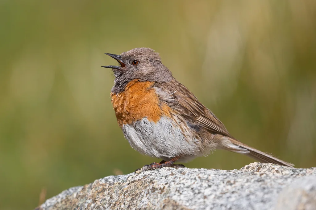 鸲岩鹨（Prunella rubeculoides）