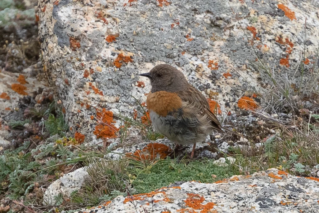 鸲岩鹨（Prunella rubeculoides）