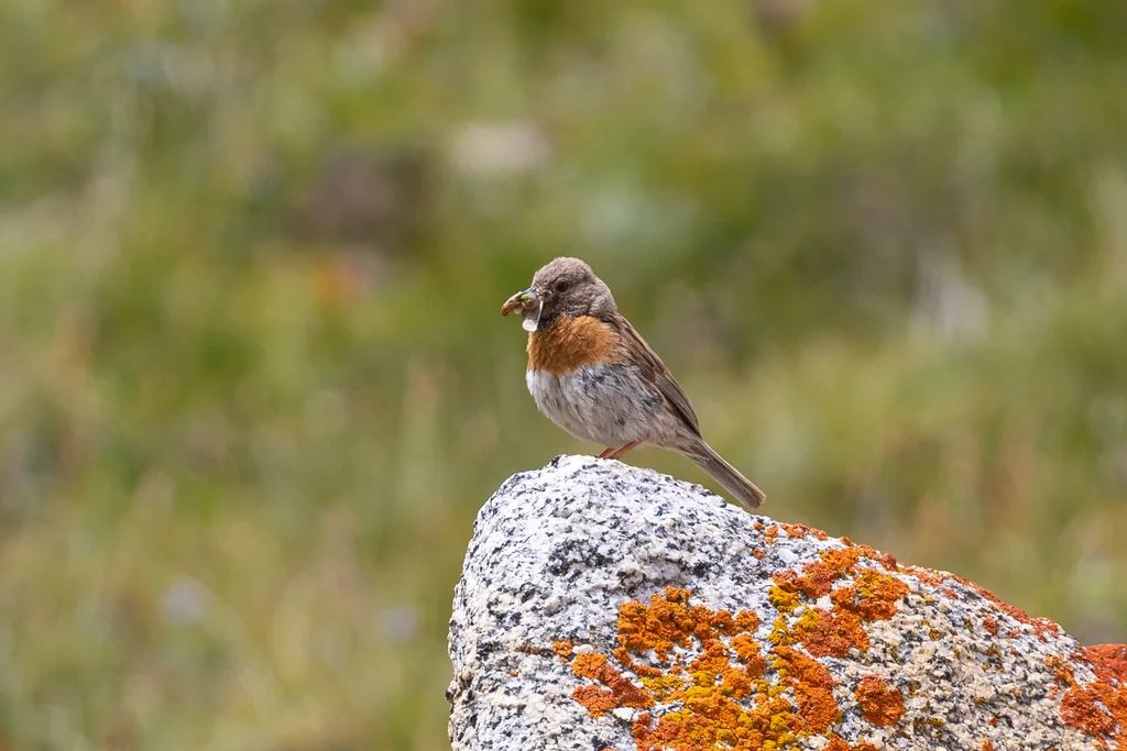 鸲岩鹨（Prunella rubeculoides）