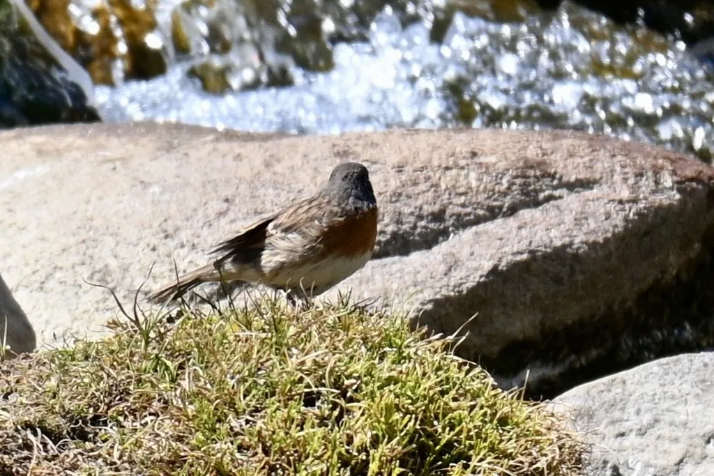 鸲岩鹨（Prunella rubeculoides）