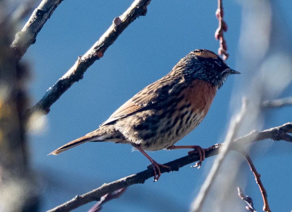 棕胸岩鹨(Prunella strophiata)