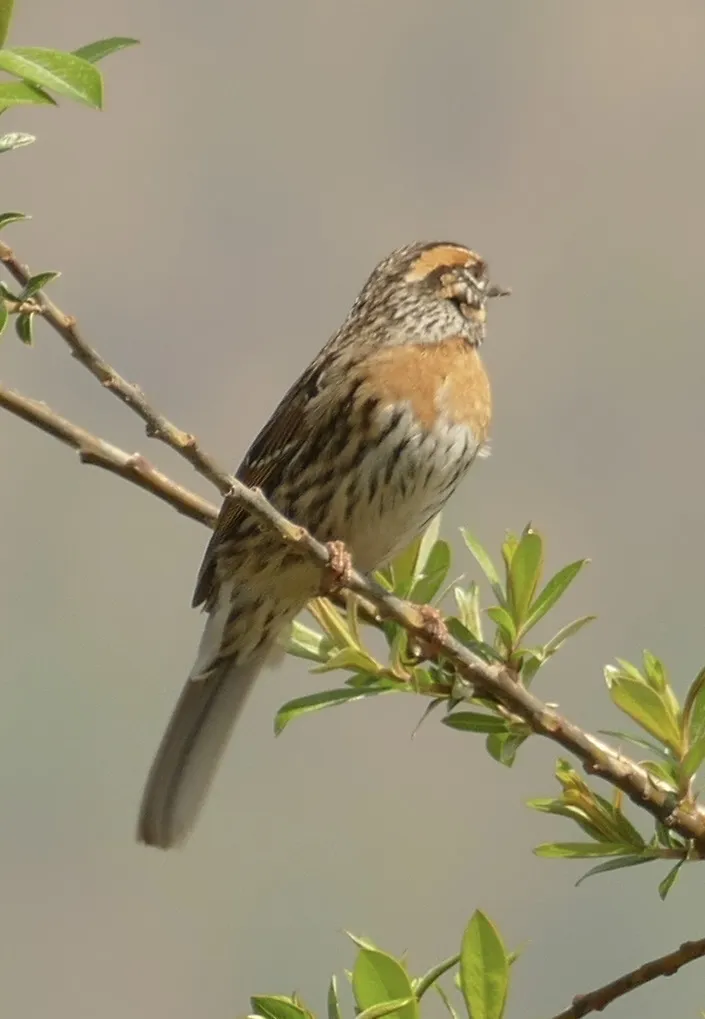 棕胸岩鹨(Prunella strophiata)