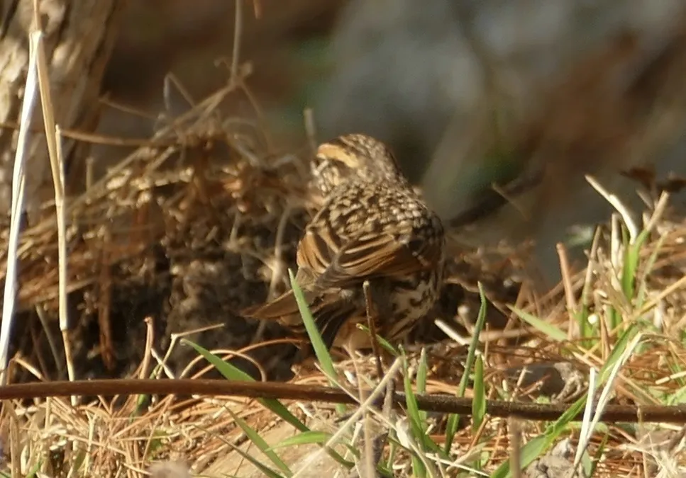 棕胸岩鹨(Prunella strophiata)
