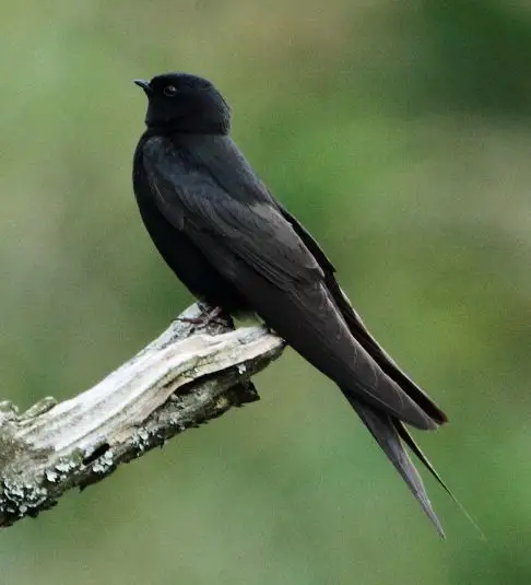 蓝锯翅燕(Psalidoprocne pristoptera)