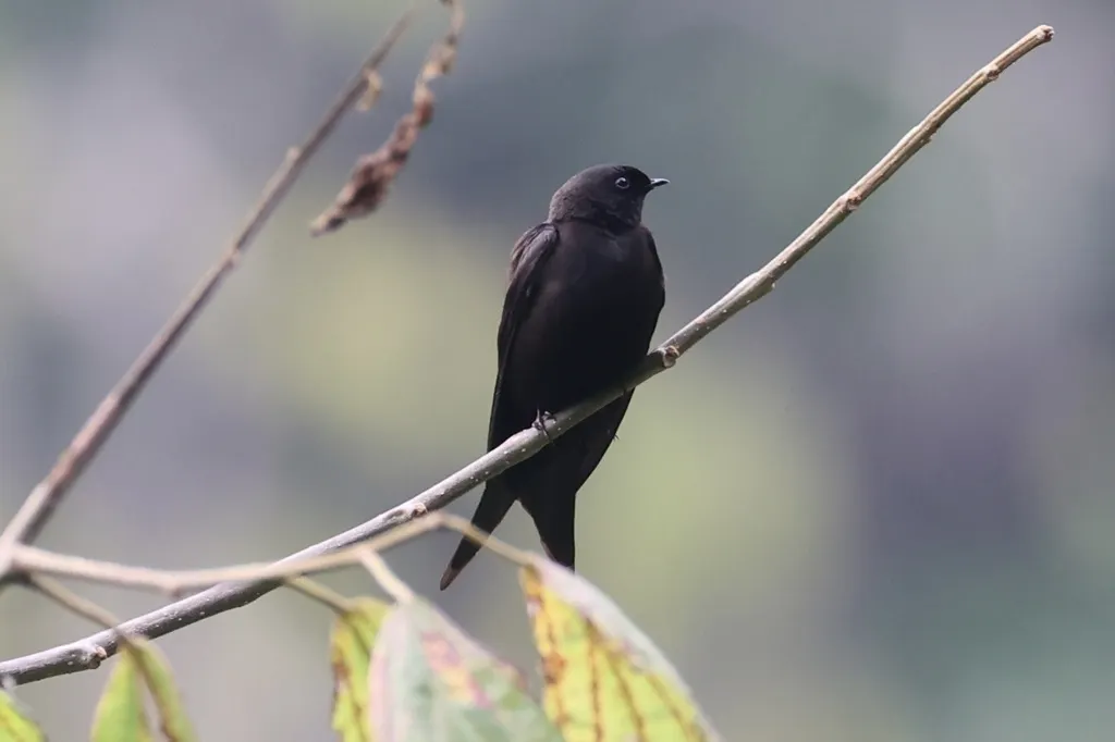 蓝锯翅燕(Psalidoprocne pristoptera)