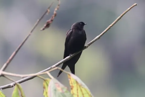 蓝锯翅燕