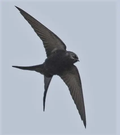 蓝锯翅燕(Psalidoprocne pristoptera)