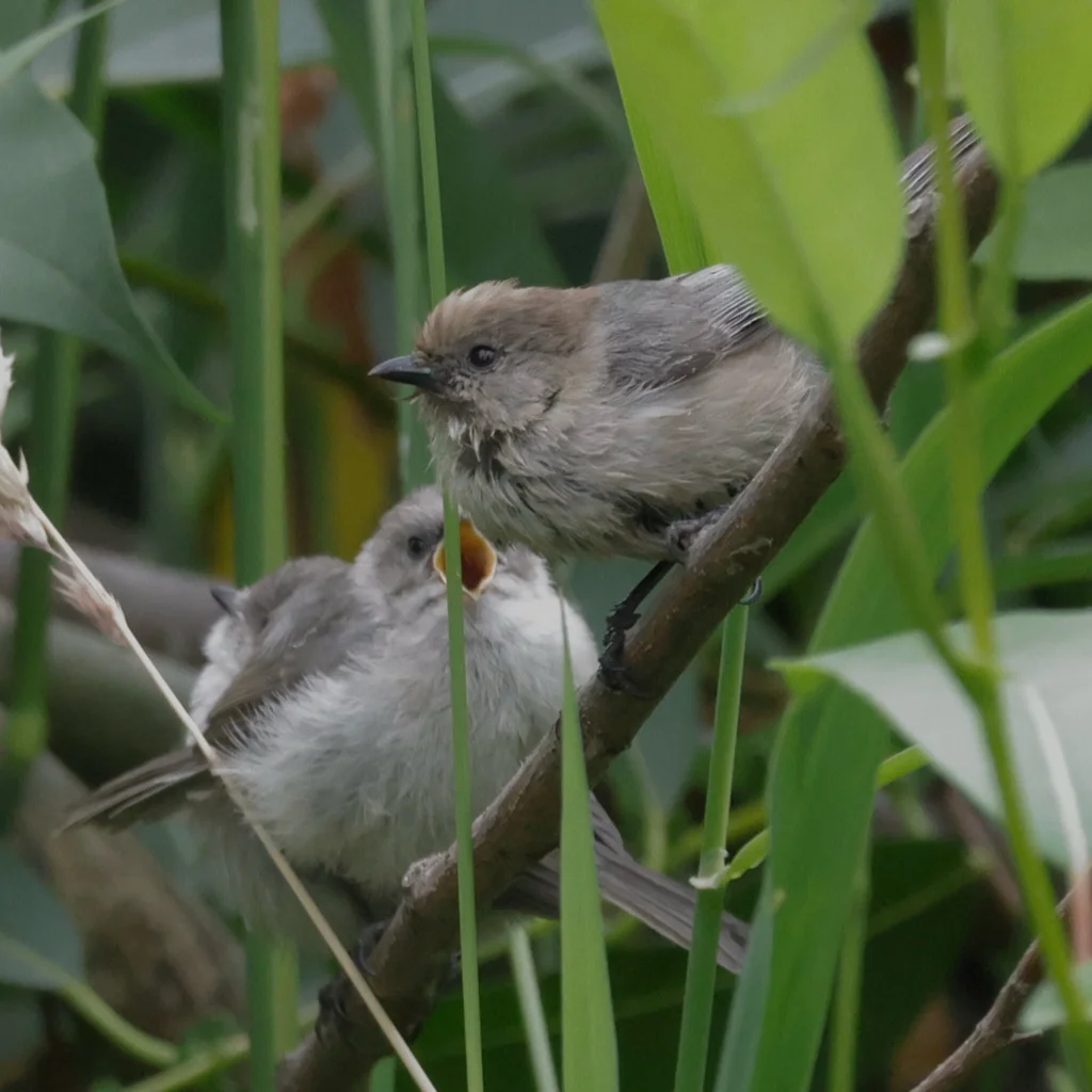 短嘴长尾山雀(Psaltriparus minimus)