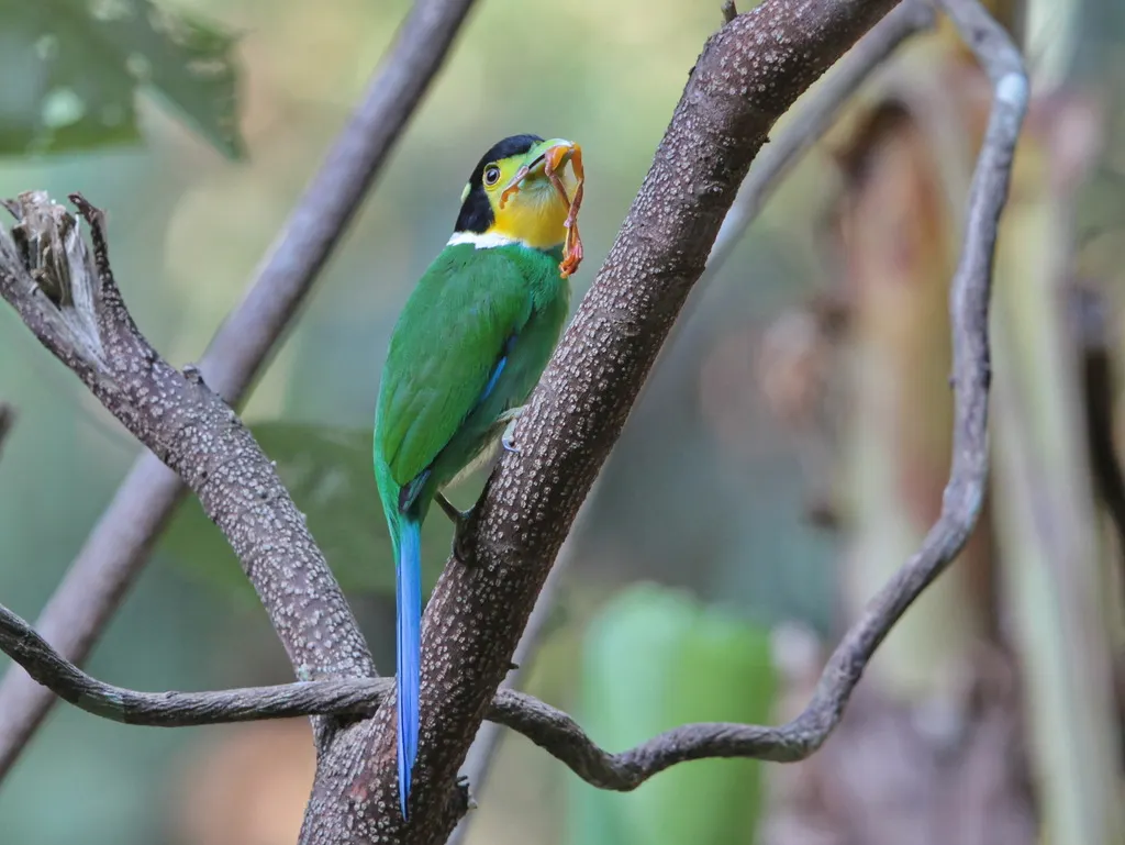 长尾阔嘴鸟(Psarisomus dalhousiae)