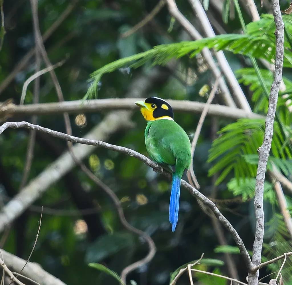 长尾阔嘴鸟(Psarisomus dalhousiae)