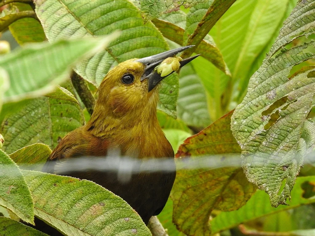 褐背拟椋鸟(Psarocolius angustifrons)