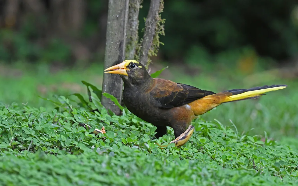 褐背拟椋鸟(Psarocolius angustifrons)