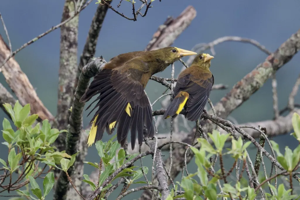 褐背拟椋鸟(Psarocolius angustifrons)