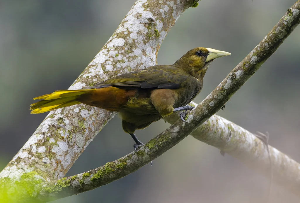 暗绿拟椋鸟(Psarocolius atrovirens)