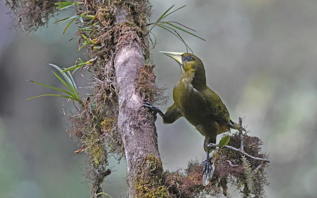 暗绿拟椋鸟(Psarocolius atrovirens)