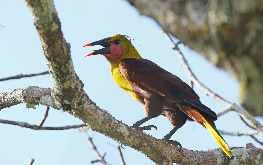 亚马孙拟椋鸟(Psarocolius bifasciatus)