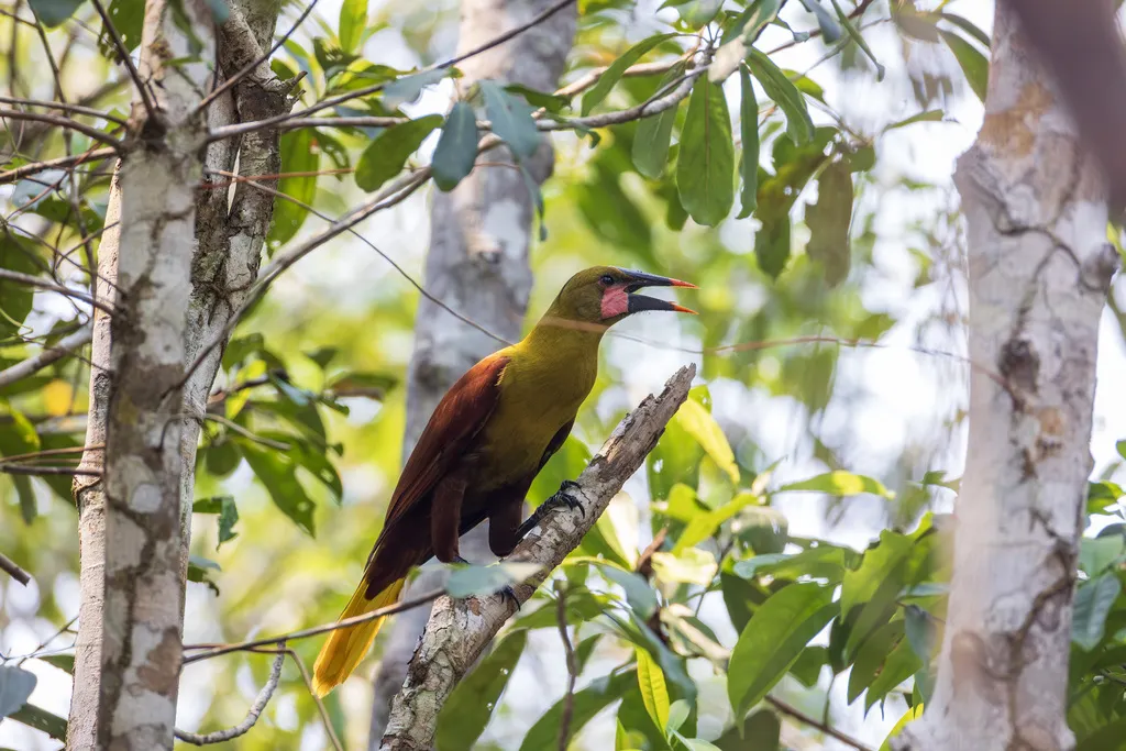 亚马孙拟椋鸟(Psarocolius bifasciatus)