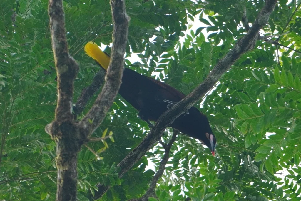 栗背拟椋鸟(Psarocolius cassini)