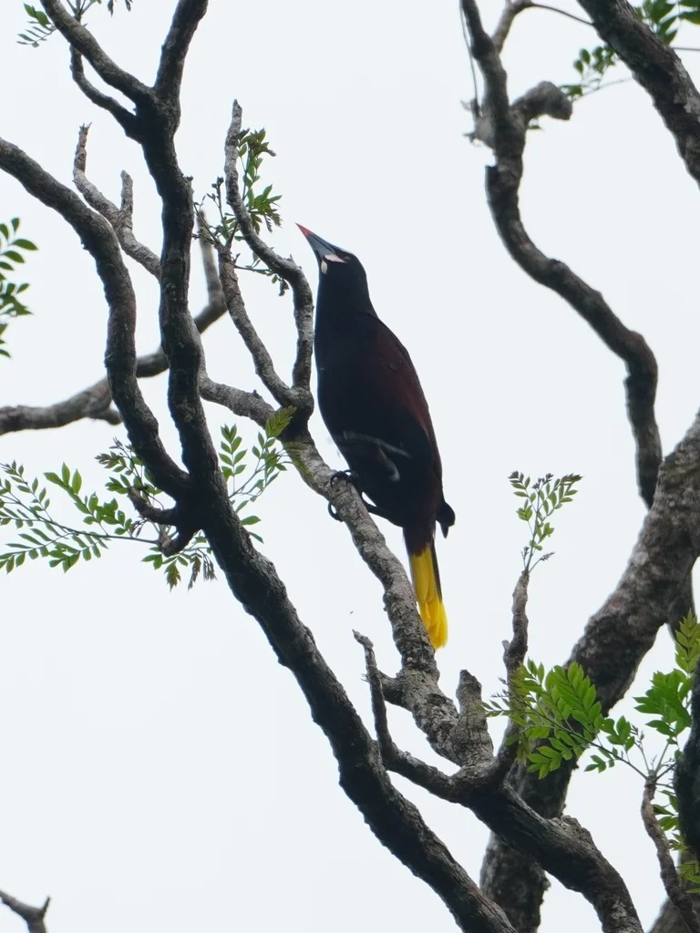 栗背拟椋鸟(Psarocolius cassini)