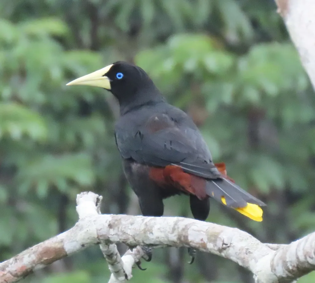 发冠拟椋鸟(Psarocolius decumanus)