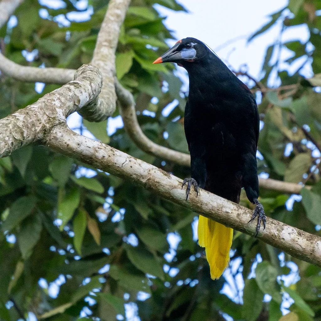 黑拟椋鸟(Psarocolius guatimozinus)