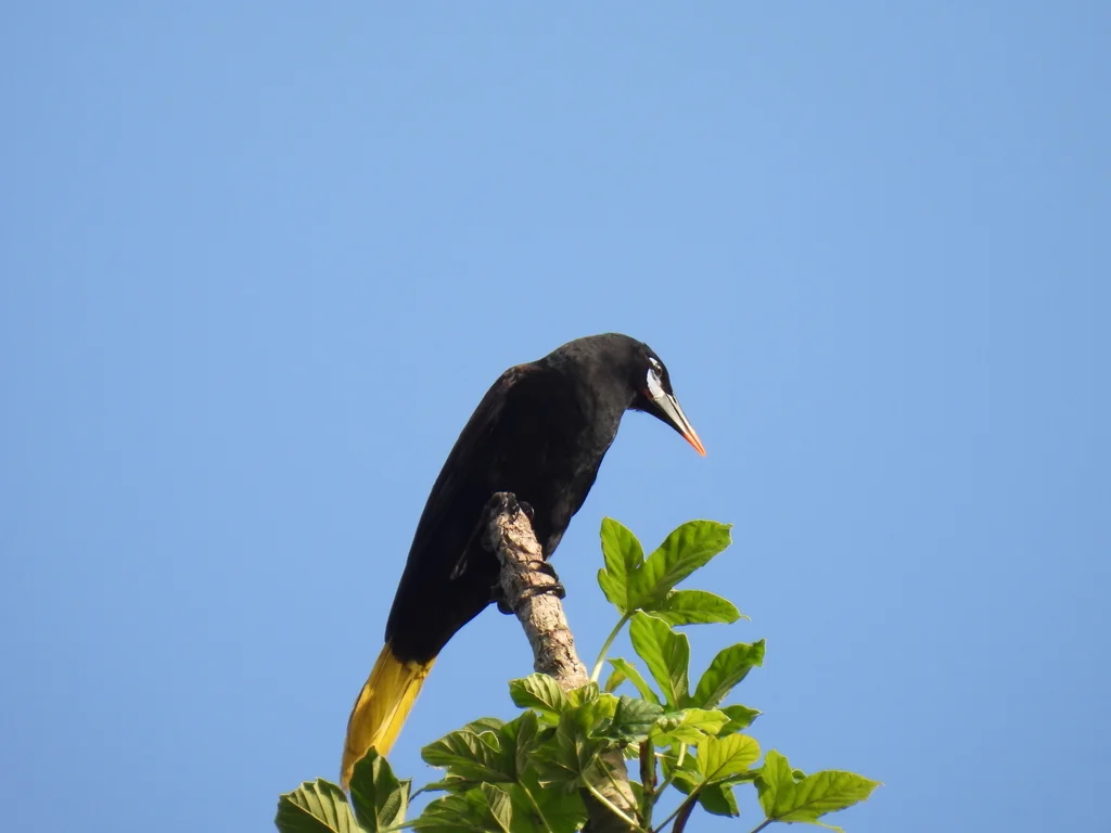 黑拟椋鸟(Psarocolius guatimozinus)