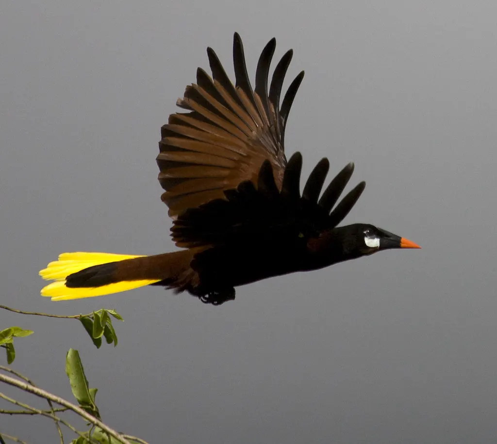 褐拟椋鸟(Psarocolius montezuma)