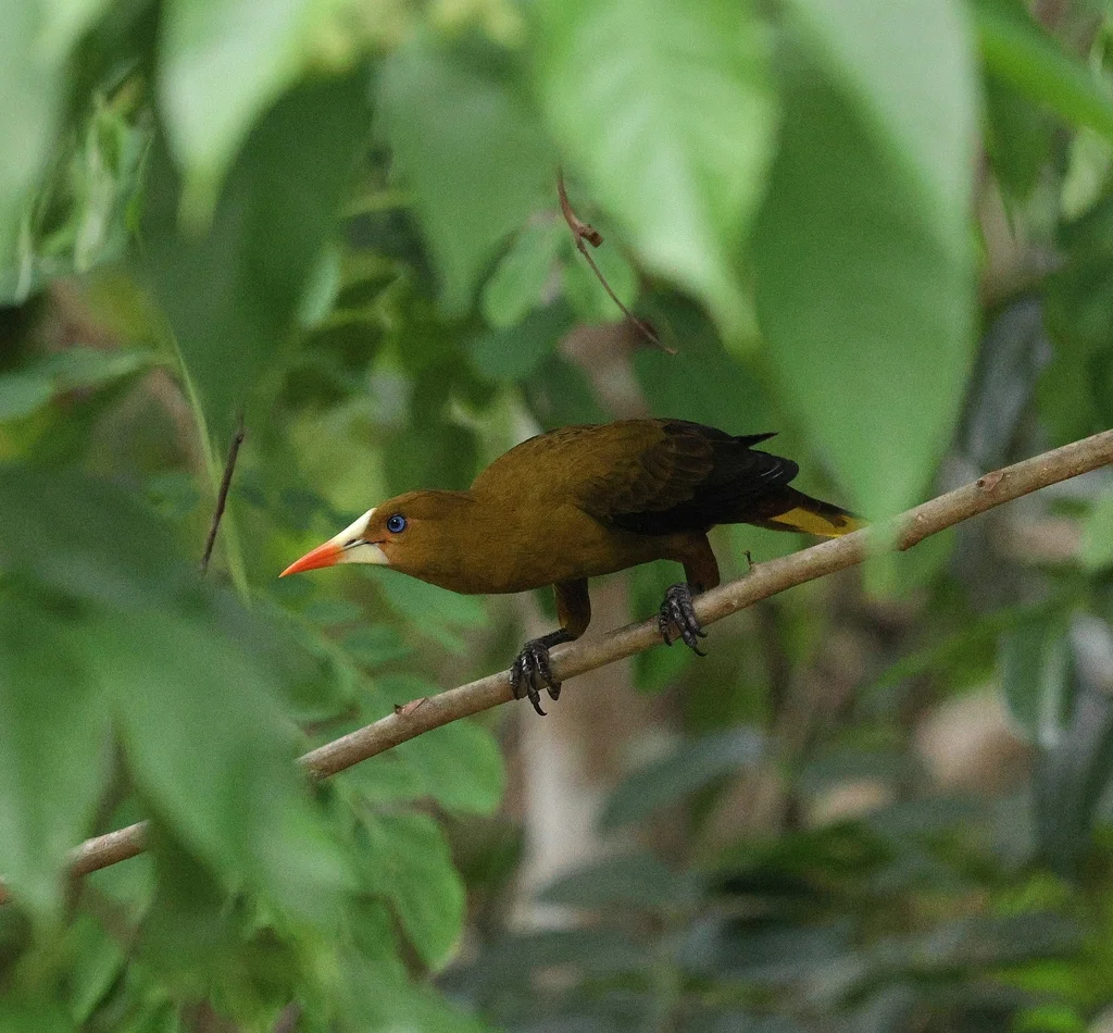 绿拟椋鸟(Psarocolius viridis)