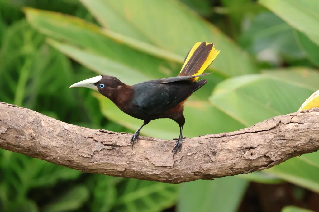 栗头拟椋鸟(Psarocolius wagleri)